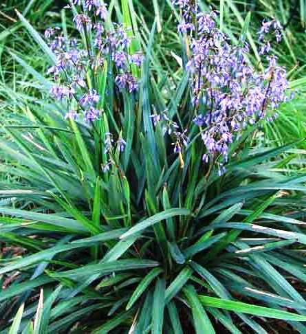 Blue on sale flax lily