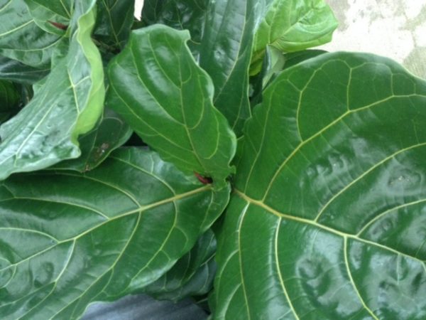 Ficus lyrata