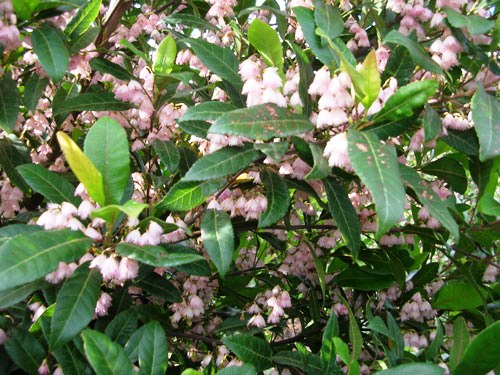 Blueberry Ash Prima Donna