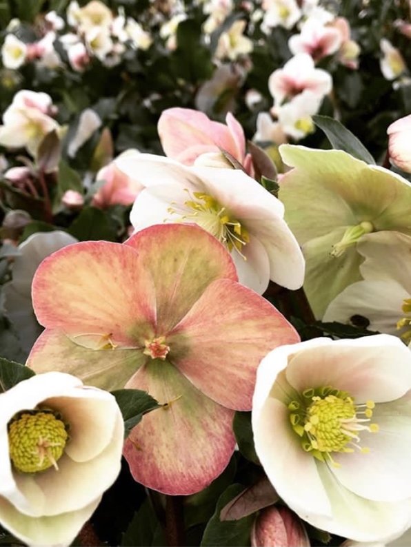 Hellebore Winter Rose