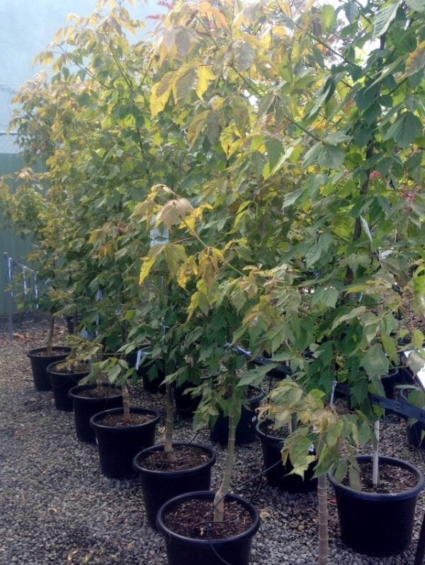 Box Elder Maple Sensation Plants for Spaces