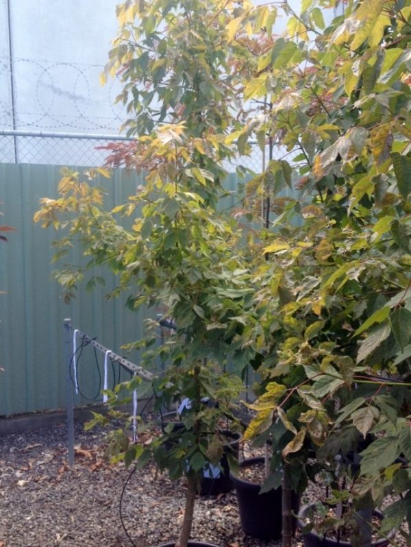 Box Elder Maple Sensation Plants for Spaces