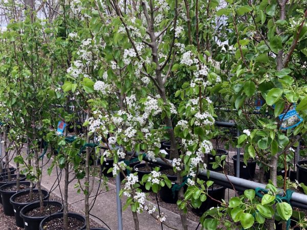 Chanticleer Ornamental Pear