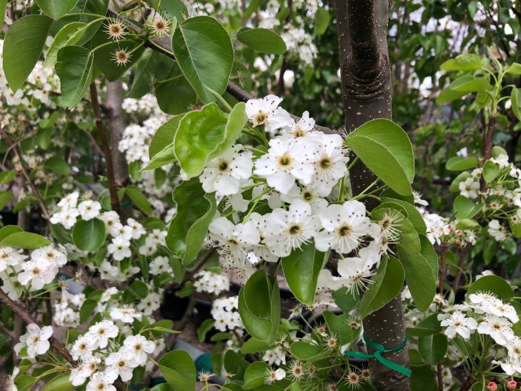 Ornamental Pear Chanticleer (Driveway or Boundary Planting) - Plants ...