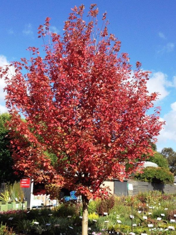 Autumn Blaze Maple Tree
