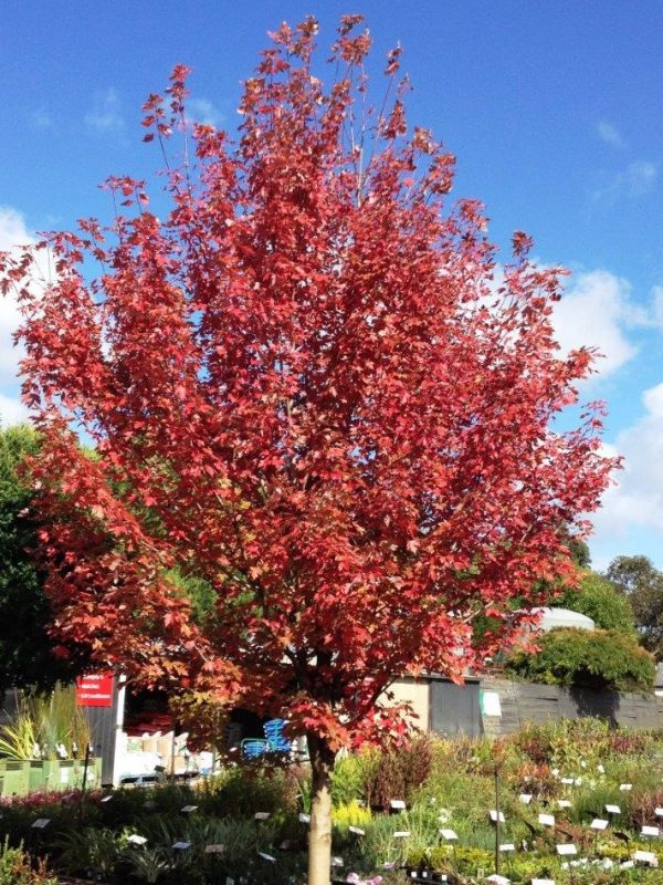 Autumn Blaze Maple Tree