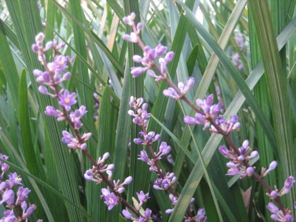 Liriope muscari Evergreen Giant