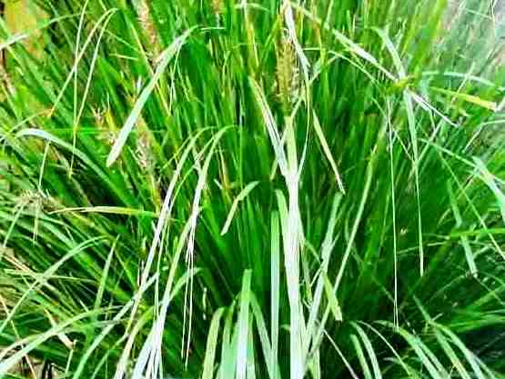 Lomandra longifolia - Plants for Spaces