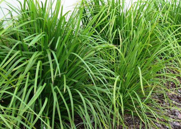 Lomandra longifolia - Plants for Spaces