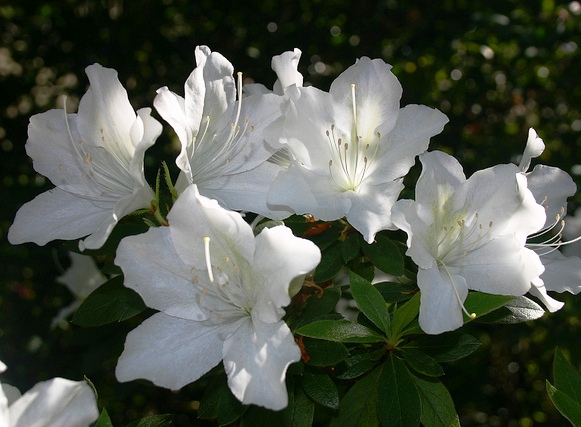 Azalea Magnifica