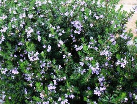 Coastal Rosemary Naringa