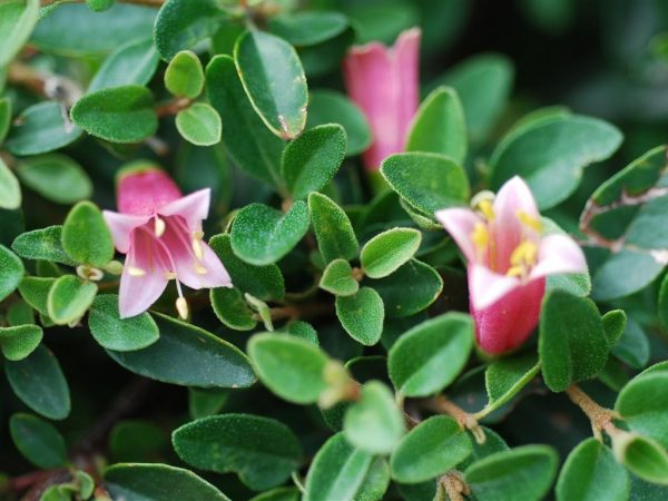 Correa Dusky Bells