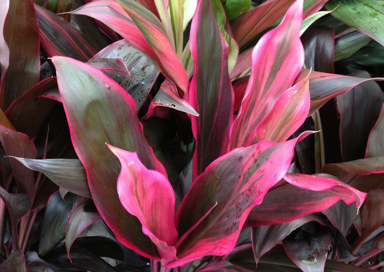 Cordyline Rubra Plants for Spaces