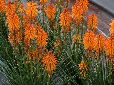 Red Hot Poker Poco Orange