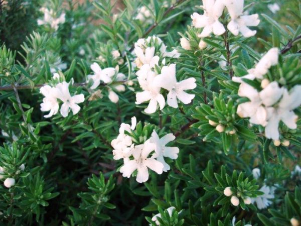 Coastal Rosemary Mundi