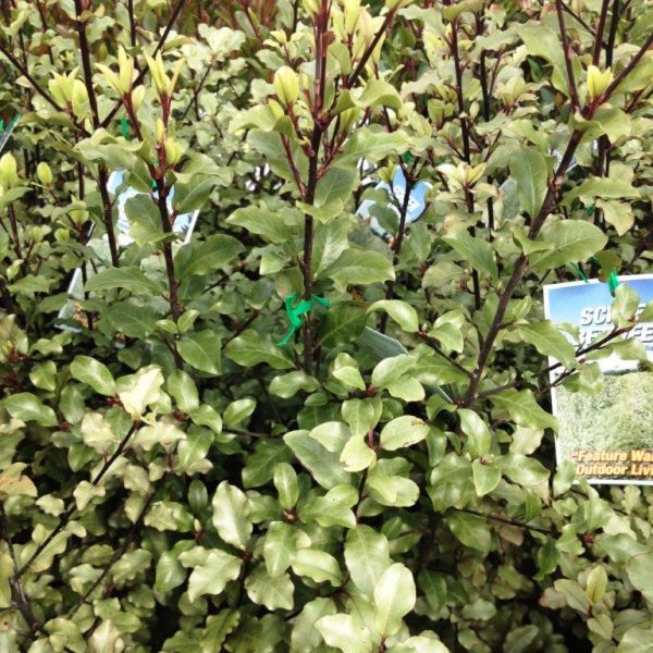 Pittosporum Screen Between