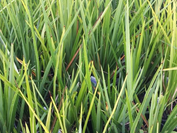 Dianella Longifolia