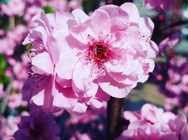 Flowering Plum