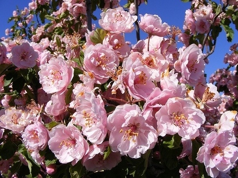 Double Flowering Crabapple Plena