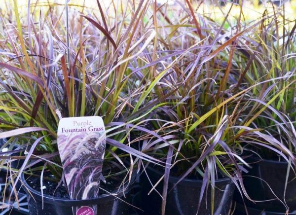 pennisetum advena rubrum