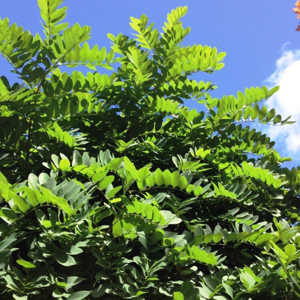 Robinia Mop Top