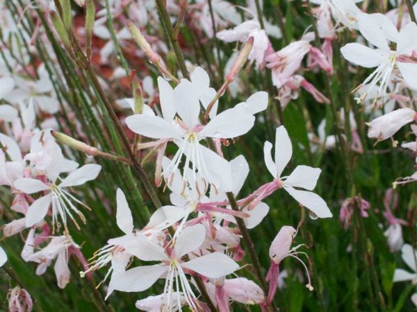 Gaura White Butterfly Bush