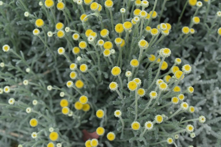 Cotton Lavender Plants for Spaces