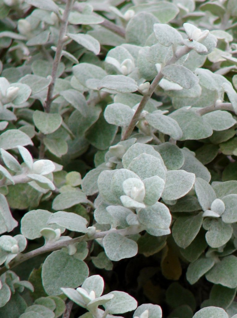 Licorice Plant Plants for Spaces