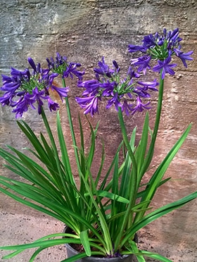 Agapanthus Sugar Plum