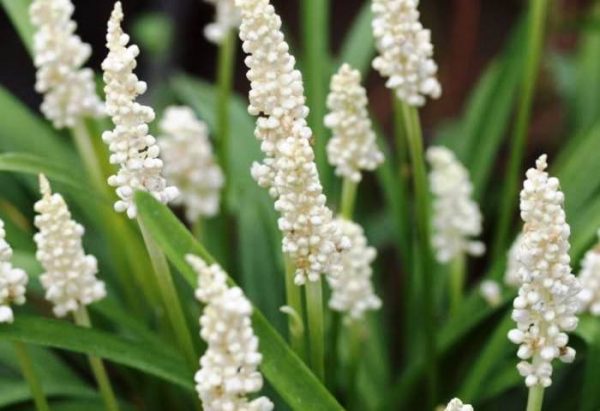 Liriope Monroe White