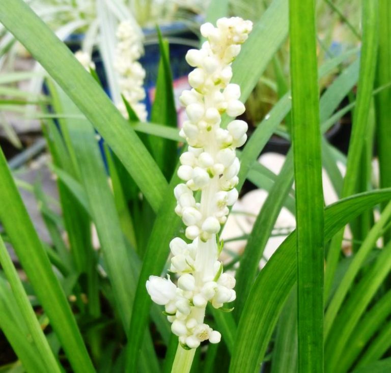 Liriope Monroe White Plants for Spaces