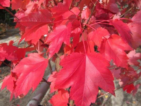 Red Maple October Glory