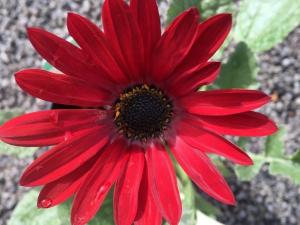 African Daisy