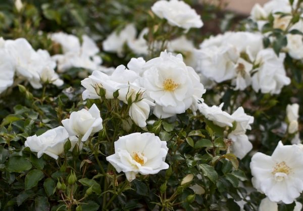 White Carpet Rose