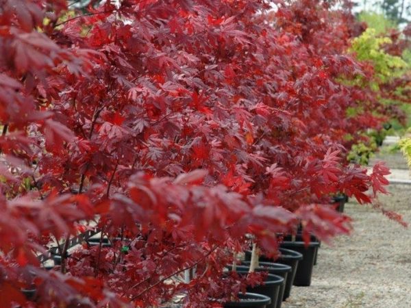 Red Upright Japanese Maple