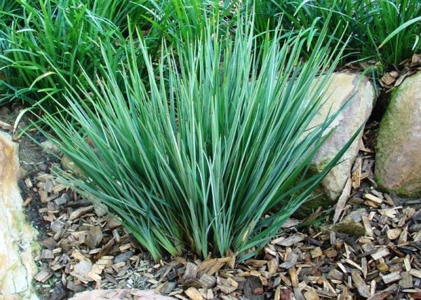 Dianella revoluta Little Rev PBR