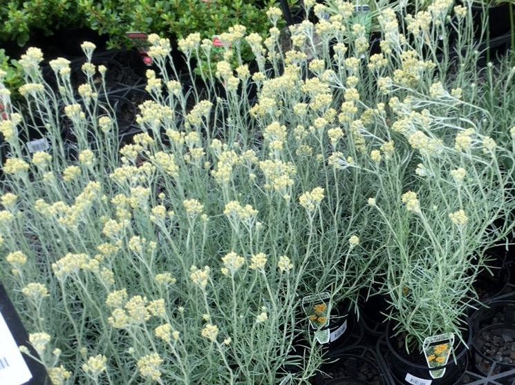 Curry Plant Plants for Spaces
