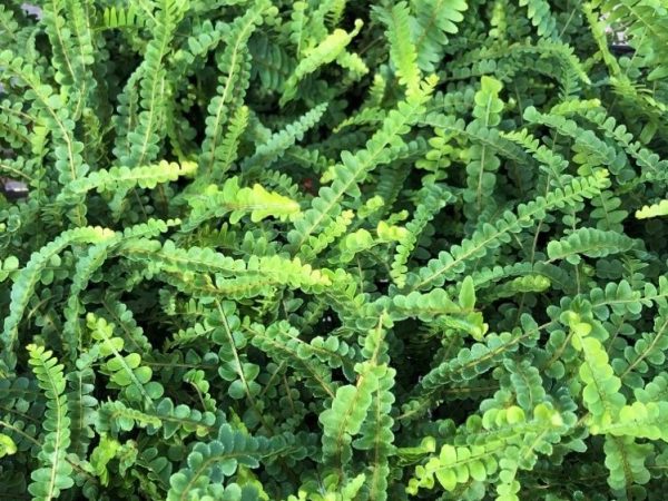 Lemon Button Fern