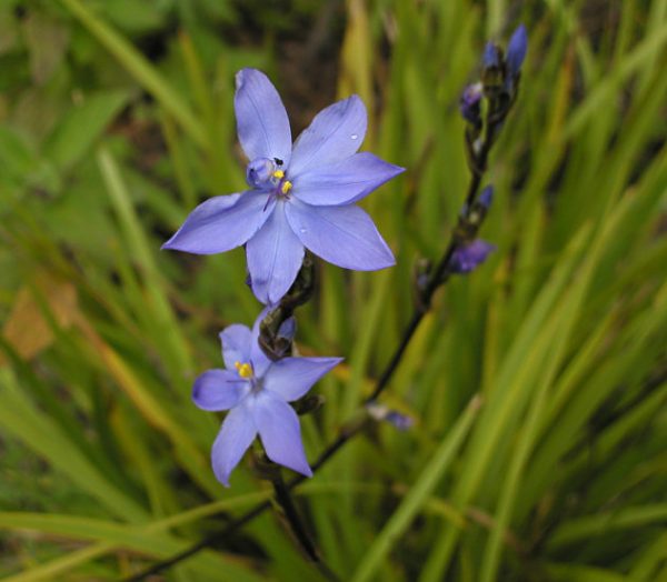 orthrosanthus multiflorus