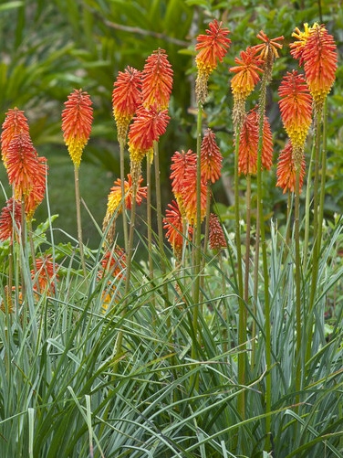 Red Hot Poker