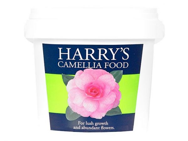 Camellia Food