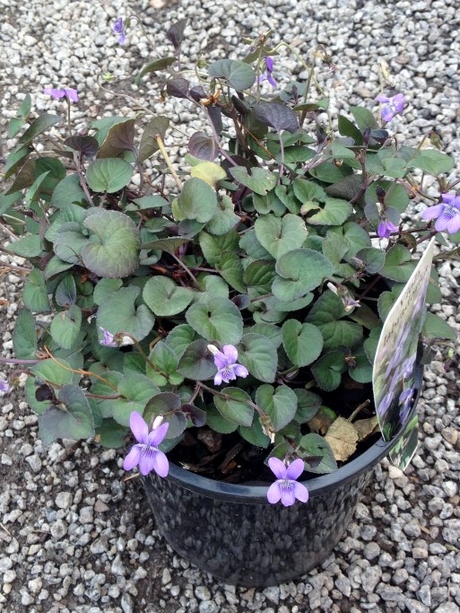 Viola labradorica