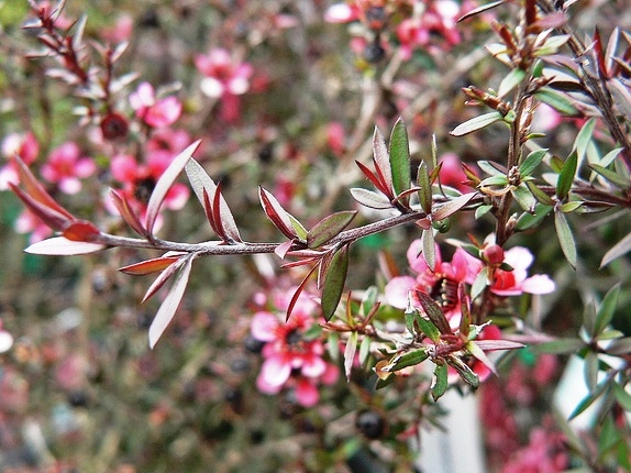 Manuka Tea Tree