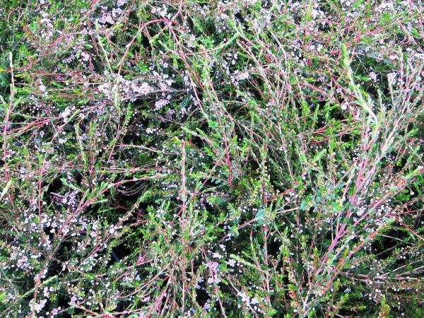 Thryptomene