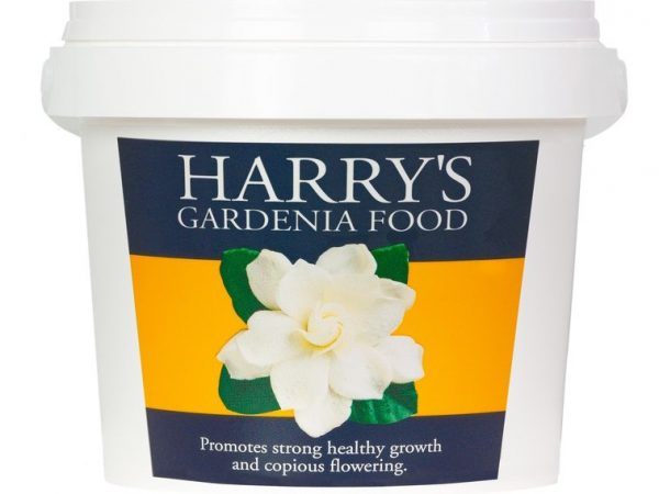 Applying Gardenia Food rewards you with deep green leaves, prolific flowering, and an enchanting fragrance, thriving beautifully year after year.