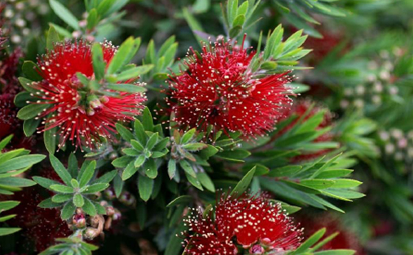 Bottlebrush Green Envy