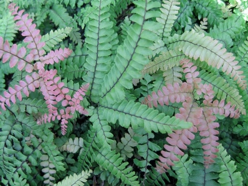 Rough Maidenhair Fern