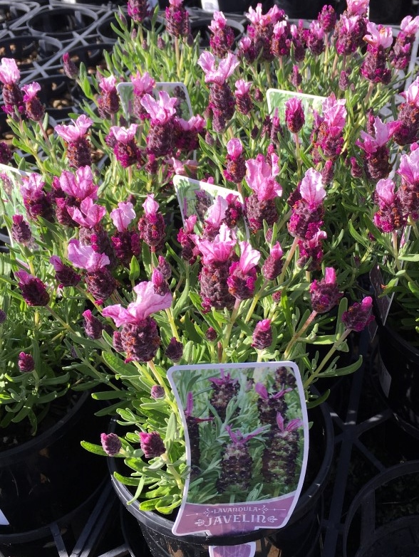 Deep Rose Italian Lavender