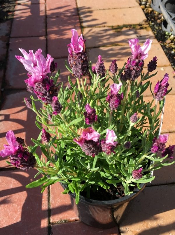 Italian Lavender Deep Rose Plants for Spaces