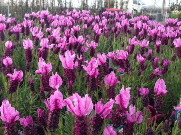 French Lavender Sensation Rose